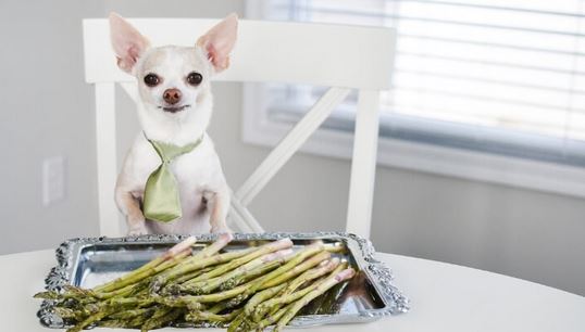 Benefits of Asparagus to Dogs
