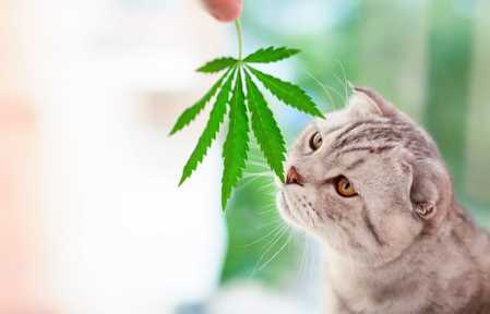 What Are the Benefits of CBD Oil Infused Treats for Cats