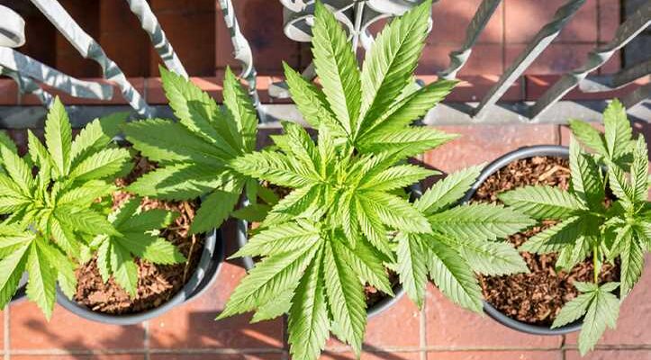 Why Growing Your Own Marijuana Is The Real Deal