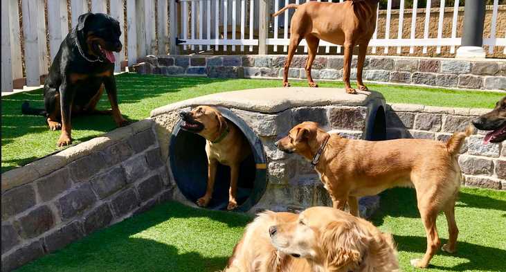 5 Tips for Choosing the Best Dog Boarding Facility