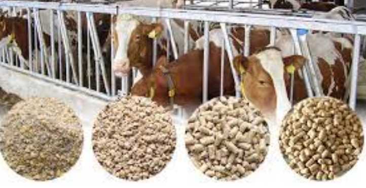 How To Start Animal Feeds Production Business