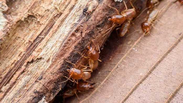 Identifying Wood Damaging Pests