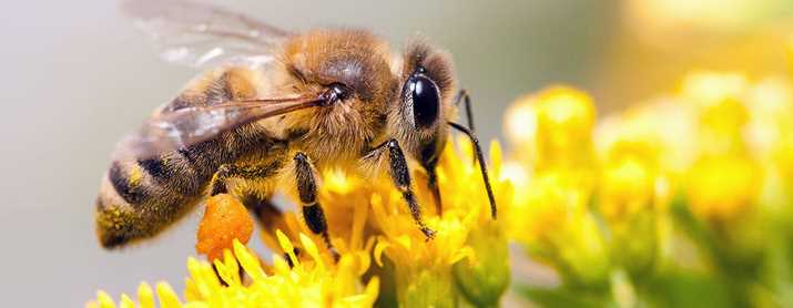 Best Methods To Get Rid Of Bees Safely