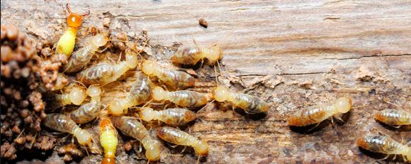How Long It Takes for Termites to Cause Extensive Damage to Your Property