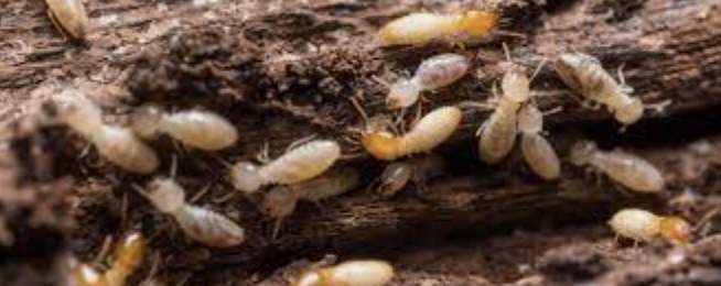 The Truth About Termites