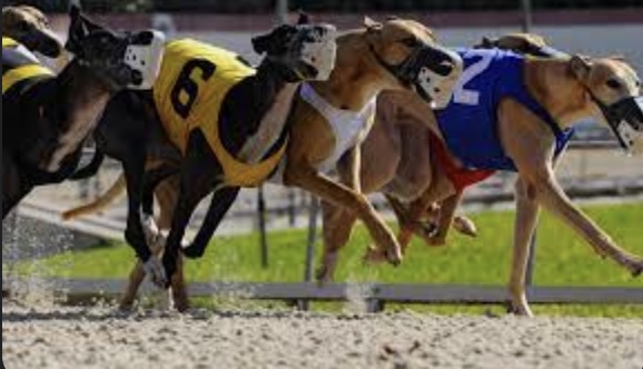 Tips for Successful Betting On the Greyhound Racing Industry